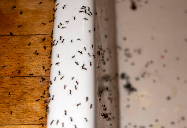 Best Local Pest Control Services  in Lambertville, NJ