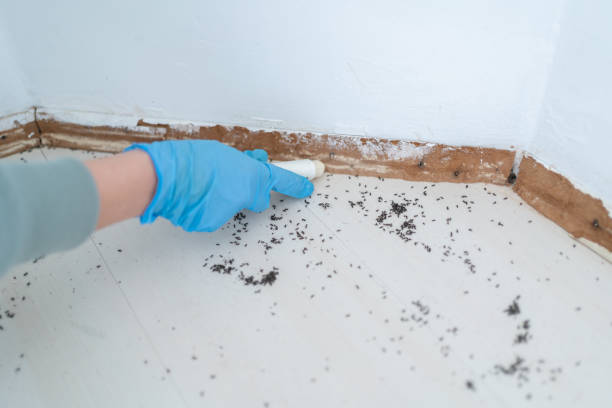 Best Pest Control Near Me  in Lambertville, NJ
